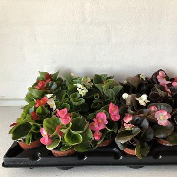 Begonia SEMPERFLORENS MIX