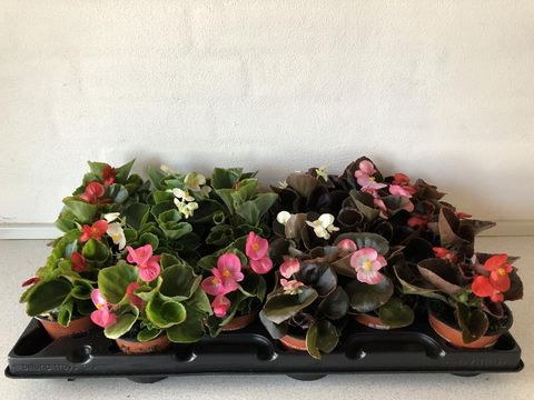 Begonia SEMPERFLORENS MIX