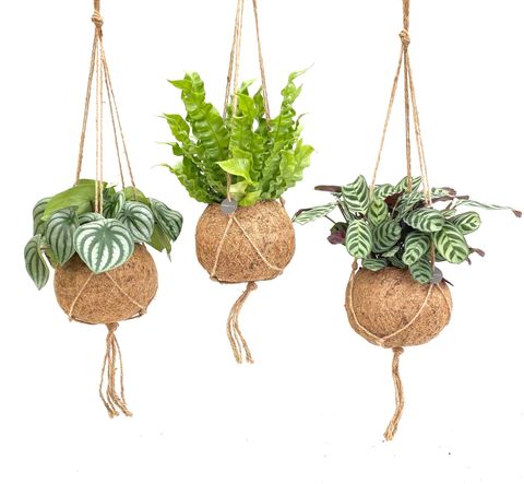 Plantas o interior MIX