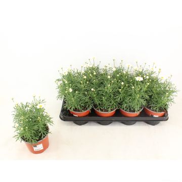 Argyranthemum frutescens LA RITA COMPACT WHITE