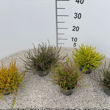 Calluna vulgaris MIX