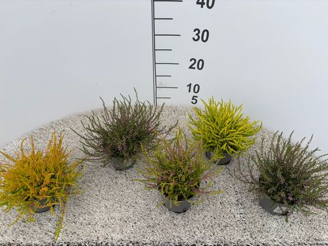 Calluna vulgaris MIX