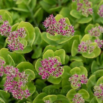 Sedum spectabile 'Hot Stuff'