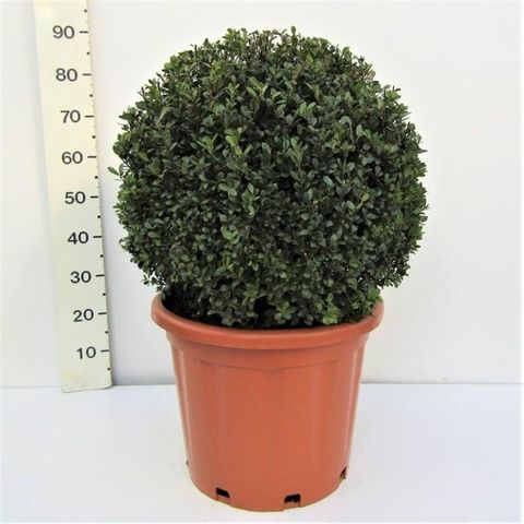 Ilex crenata 'Caroline Upright'