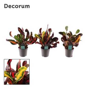 Codiaeum variegatum 'Mammi'