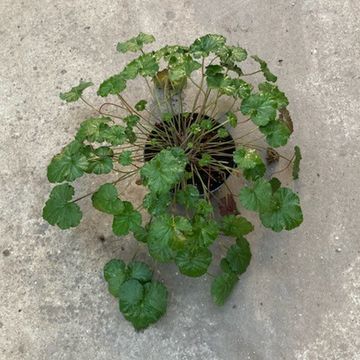 Pelargonium australe
