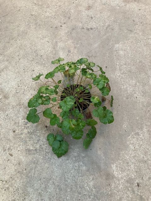 Pelargonium australe