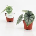 Alocasia 'Silver Dragon'