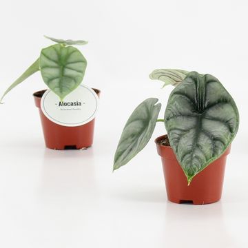 Алоказія 'Silver Dragon'