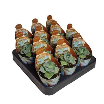 Agave potatorum 'Shoji-Raijin'