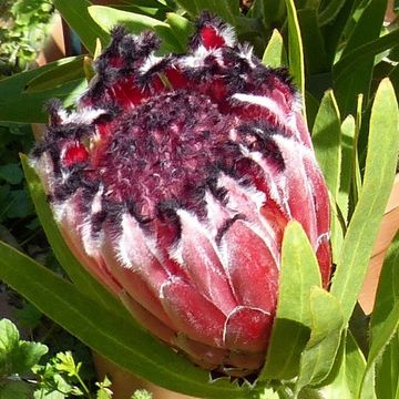 Protea 'Tasman Ruby'