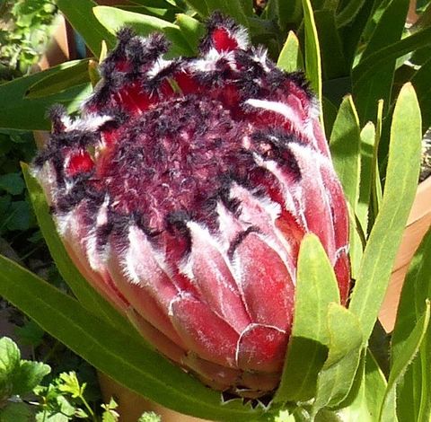 Protea 'Tasman Ruby'