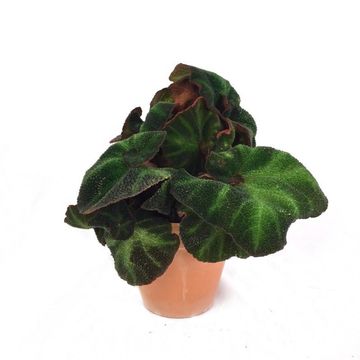 Begonia 'Decora'