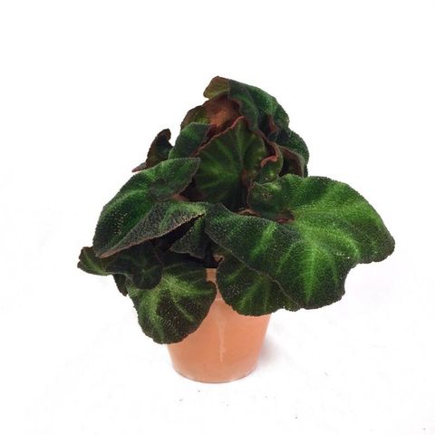 Begonia 'Decora'