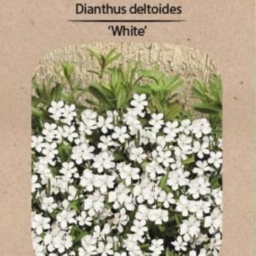 Dianthus deltoides 'Albiflorus'