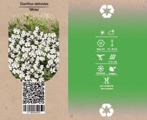 Диантус deltoides 'Albiflorus'