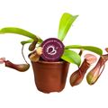 Nepenthes alata