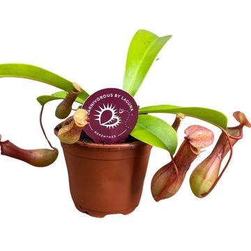 Nepenthes alata