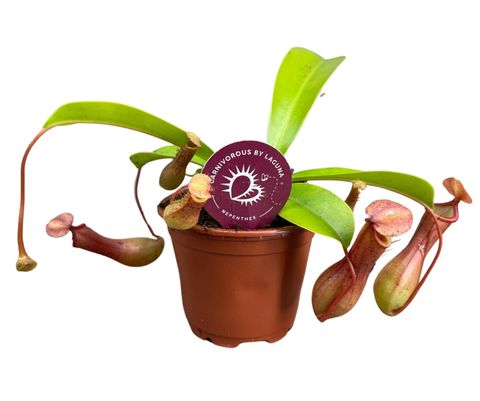 Nepenthes alata