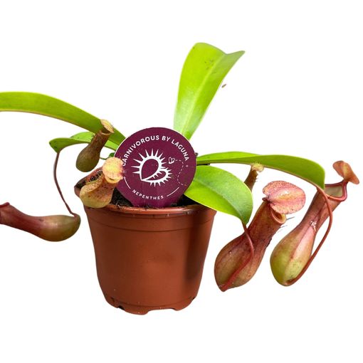 Nepenthes alata