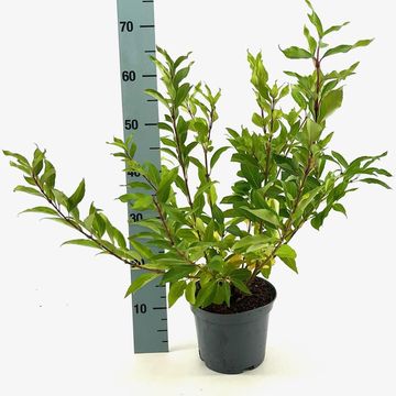 Forsythia x intermedia 'Spectabilis'