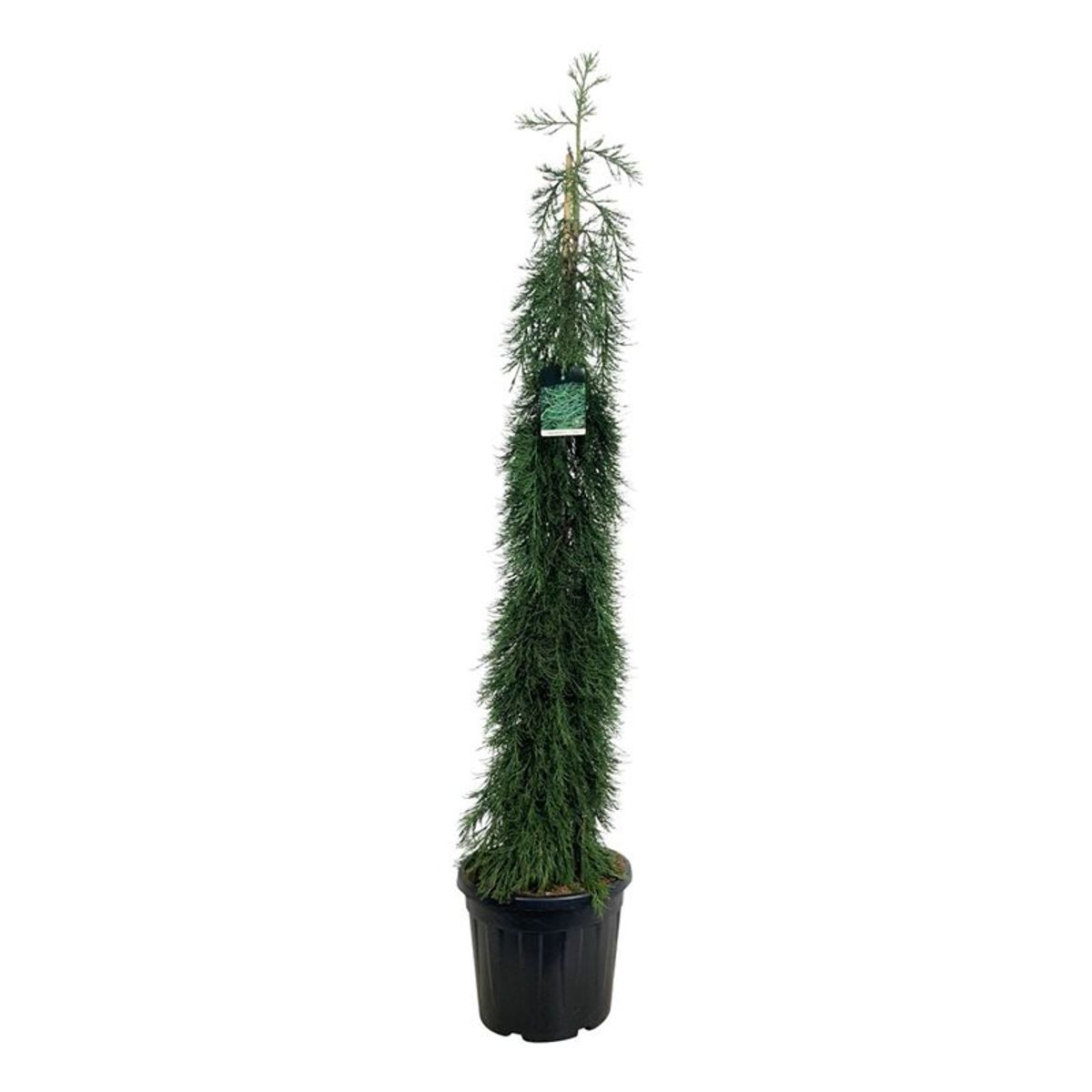 Sequoiadendron giganteum 'Pendulum' — Plant Wholesale FlorAccess