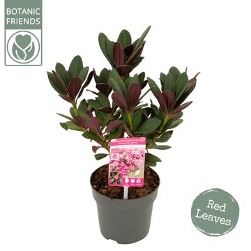 Rhododendron 'Wine and Roses'