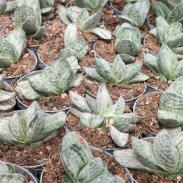 Gasteria 'Sakura Fuji'