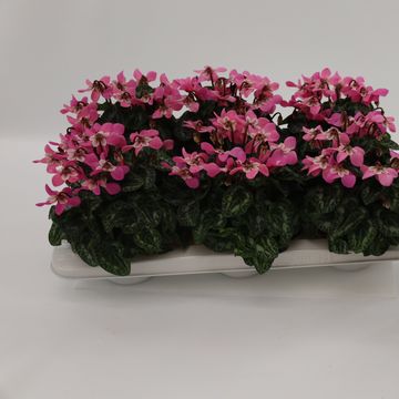Cyclamen persicum SUPER SERIE DJIX DARK SALMON