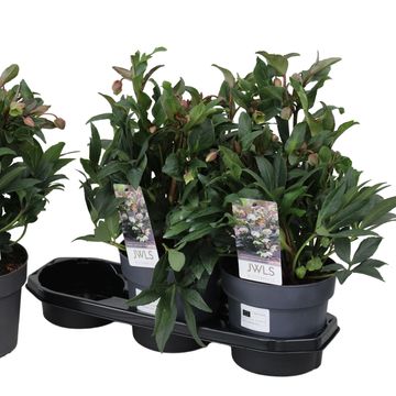 Helleborus 'Winterbells'