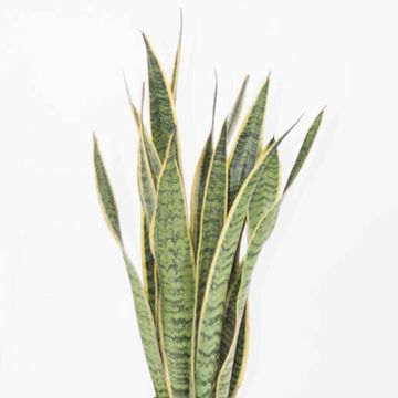 Sansevieria trifasciata 'Laurentii'