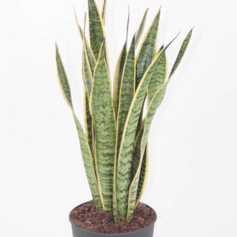 Sansevieria trifasciata 'Laurentii' — Plant Wholesale FlorAccess