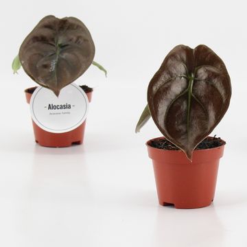 Alocasia cuprea 'Red Secret'