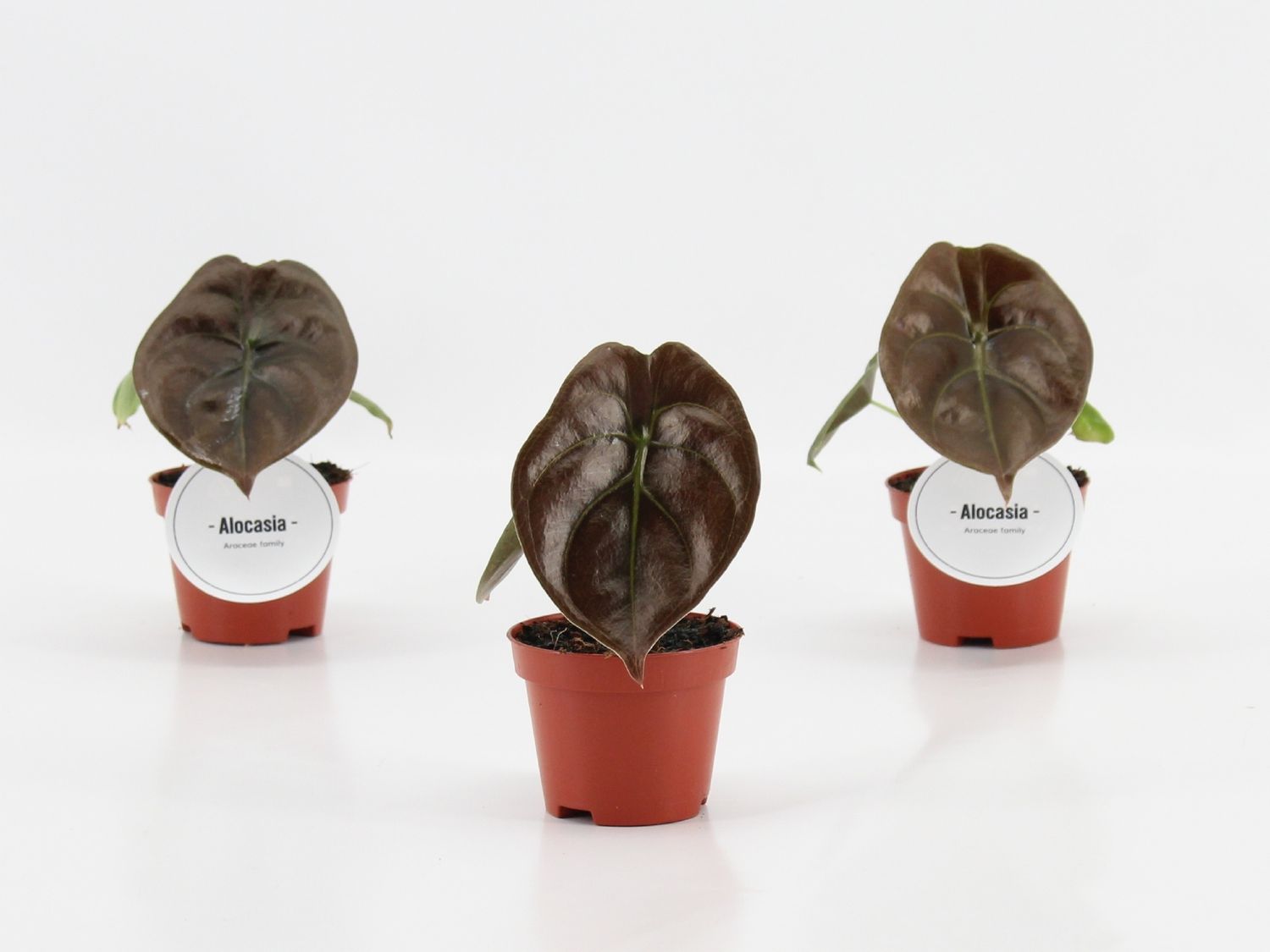 Alocasia cuprea 'Red Secret' — Mayorista de plantas FlorAccess