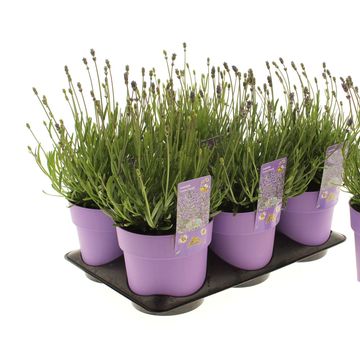 Lavandula angustifolia 'Essence Purple'