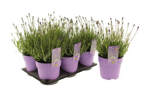 Lavandula angustifolia 'Essence Purple'
