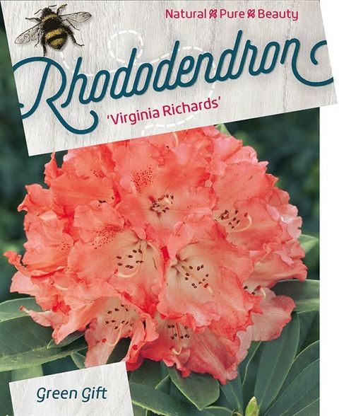 Rhododendron 'Виргиниа Ричардс'
