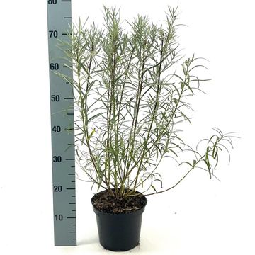 Ива rosmarinifolia