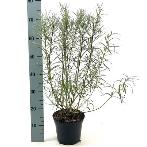 Salix rosmarinifolia