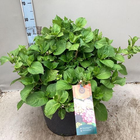 Hydrangea macrophylla 'Verena'
