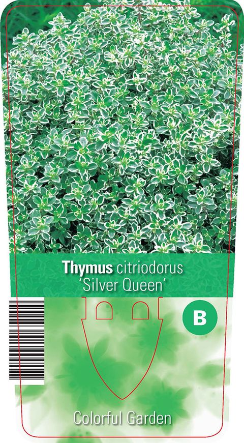 Thymus x citriodorus 'Silver Queen'