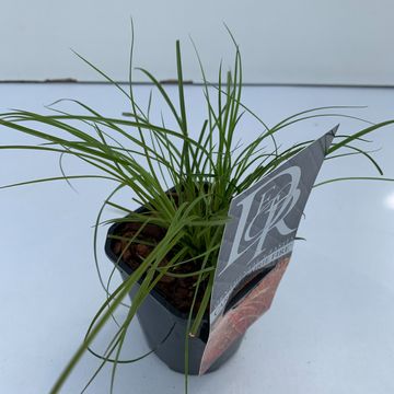 Carex testacea PRAIRIE FIRE COLORGRASS