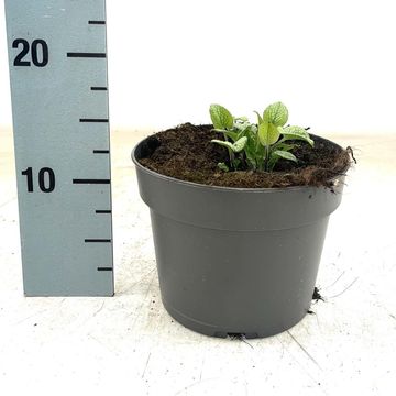 Brunnera macrophylla 'Sterling Silver'