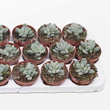 Adromischus alstonii