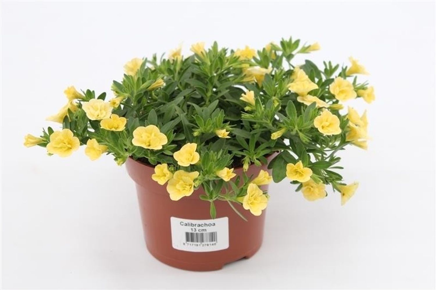 Calibrachoa 'Can-Can Rosies Light Yellow' — Plant Wholesale FlorAccess