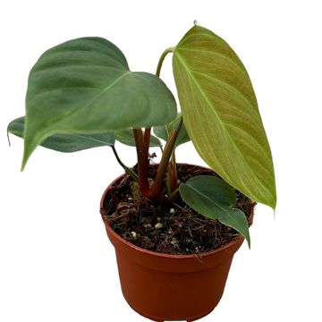 Philodendron nangaritense