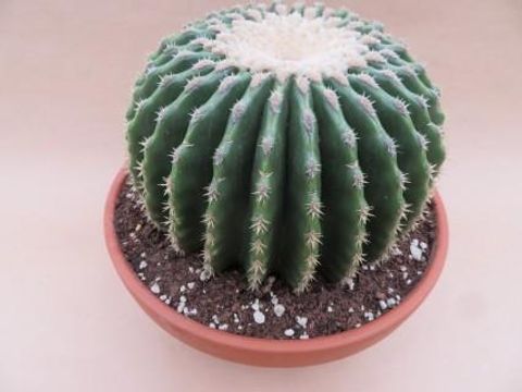 Echinocactus grusonii nudum