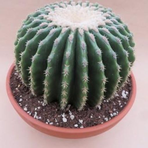 Echinocactus grusonii nudum