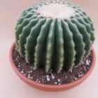 Echinocactus grusonii nudum