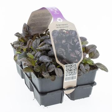 Ajuga reptans 'Atropurpurea'